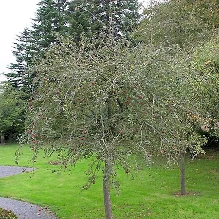 The Magnolias Moyon